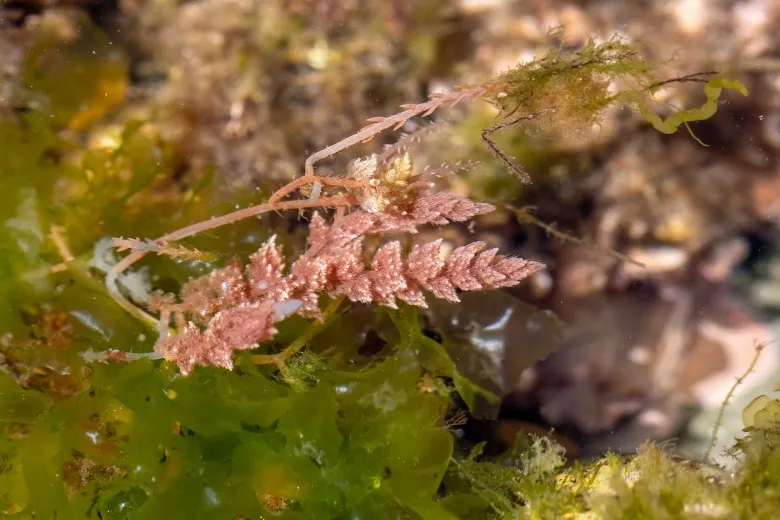 Asparagopsis armata