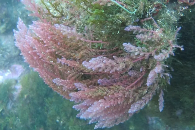 Asparagopsis armata