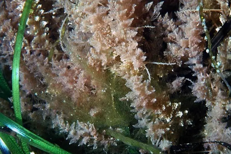 Asparagopsis armata