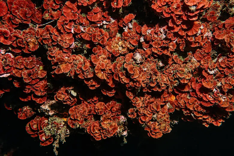 Peyssonnelia squamaria