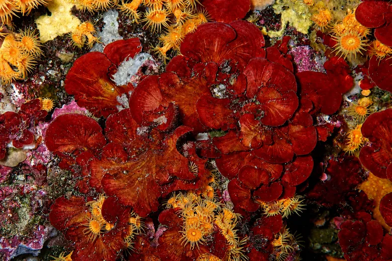 Peyssonnelia squamaria