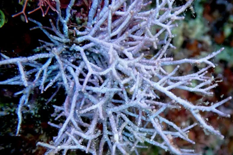 Amphiroa rigida