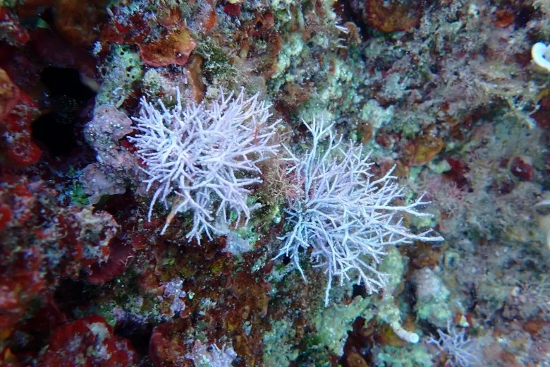 Amphiroa rigida