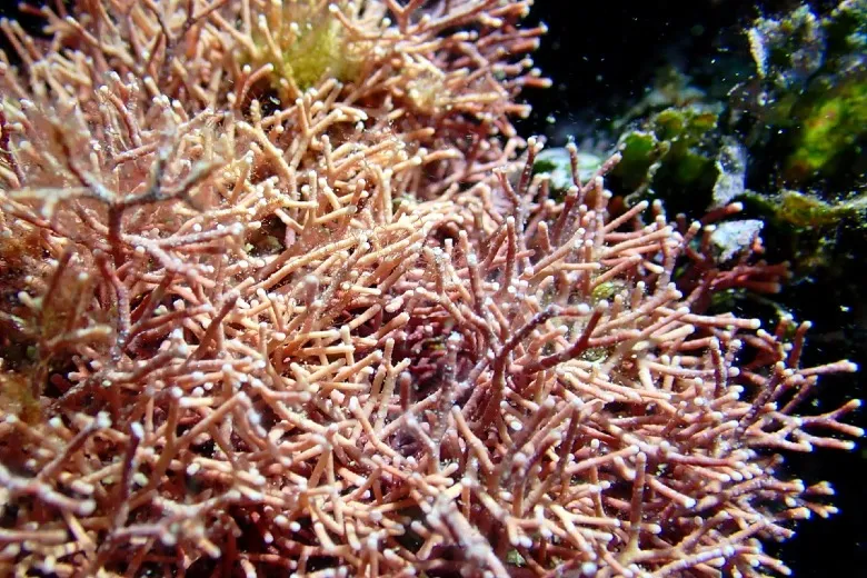 Amphiroa rigida