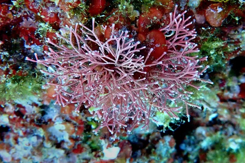 Amphiroa rigida