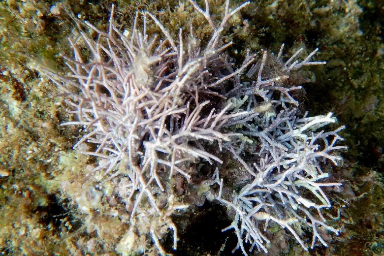 Amphiroa rigida