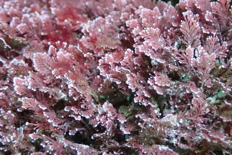 Ellisolandia elongata