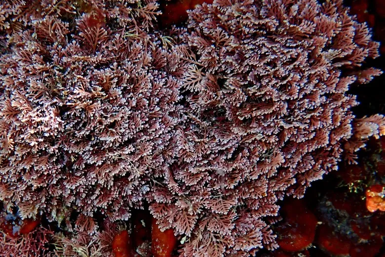 Ellisolandia elongata