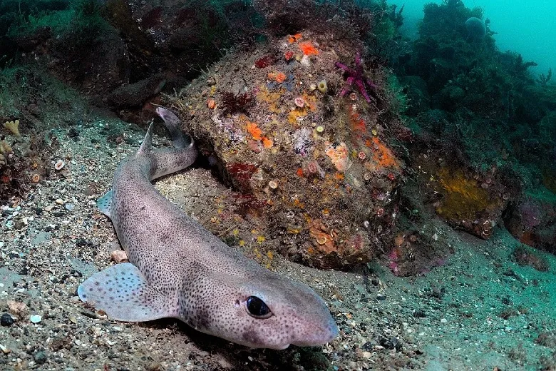 Scyliorhinus canicula