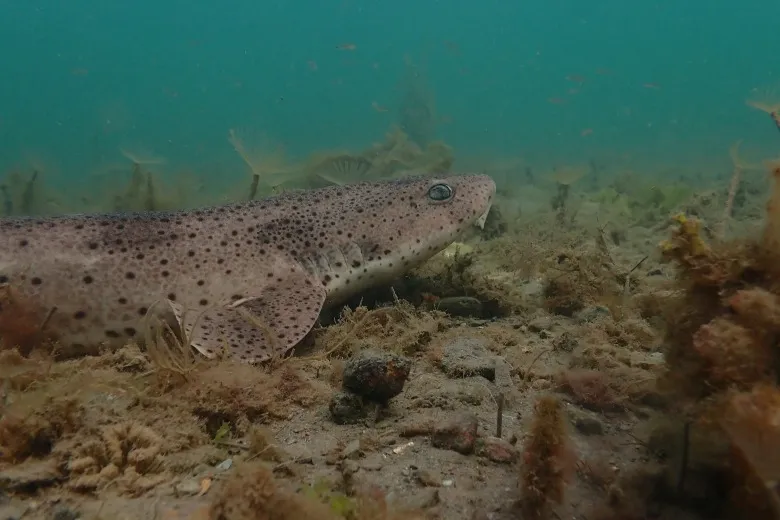 Scyliorhinus stellaris