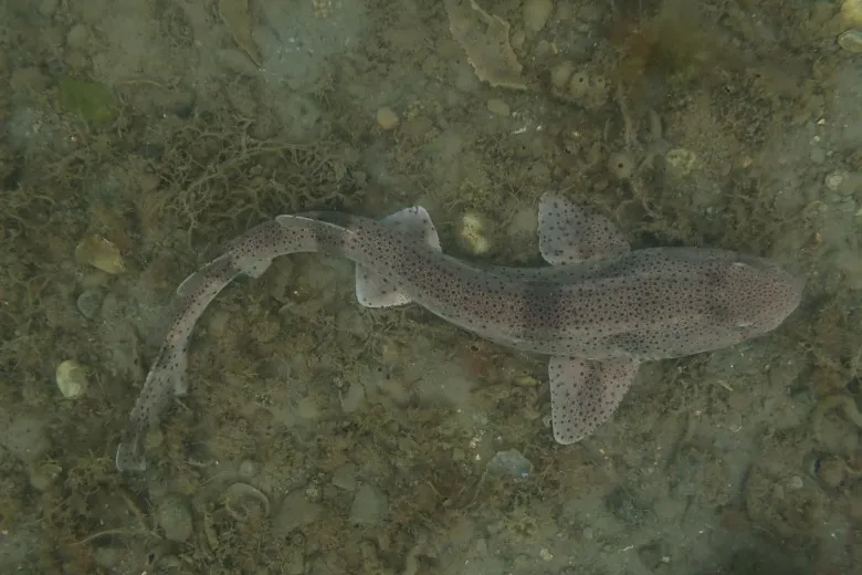 Scyliorhinus stellaris