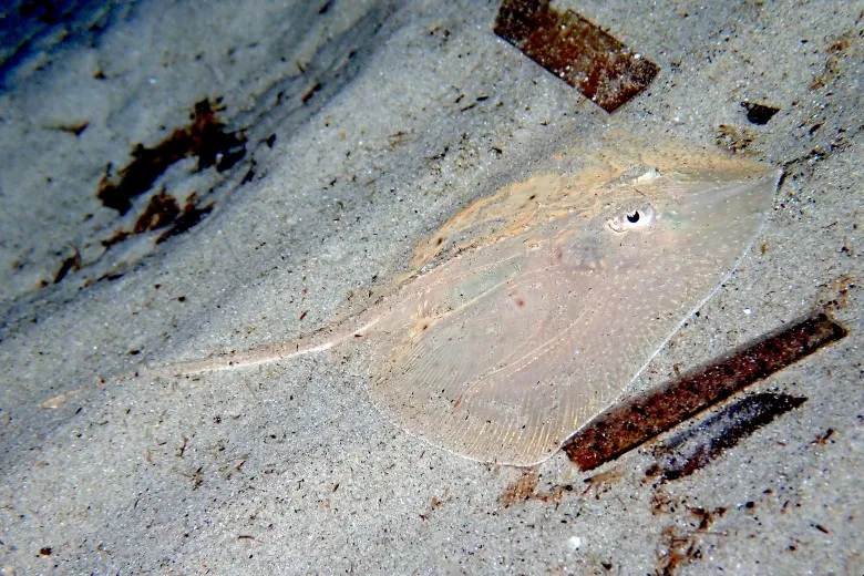 Raja asterias