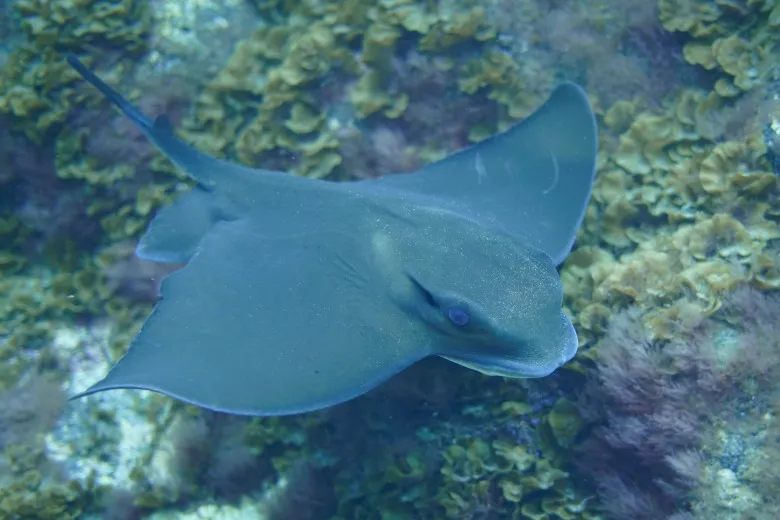 Myliobatis aquila