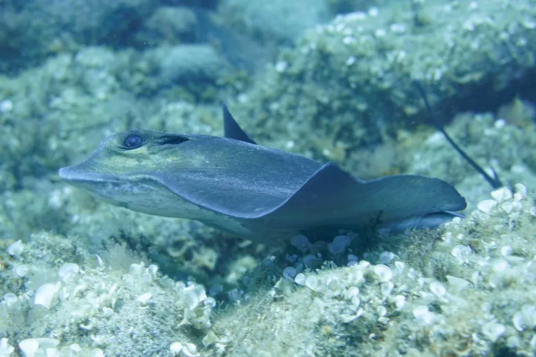 Myliobatis aquila