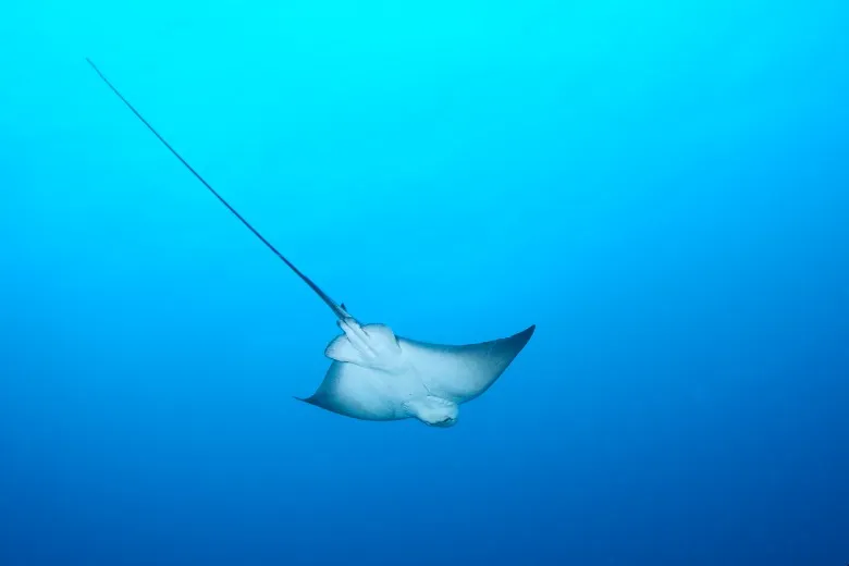 Myliobatis aquila