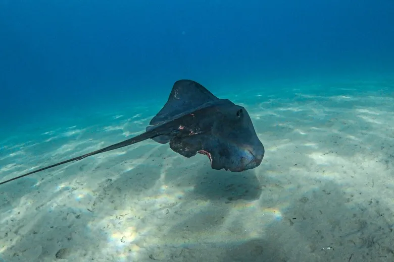 Pteroplatytrygon violacea