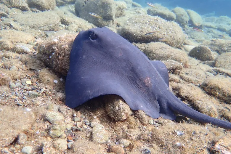 Pteroplatytrygon violacea