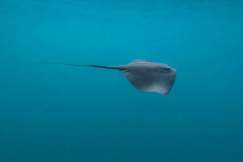 Pteroplatytrygon violacea