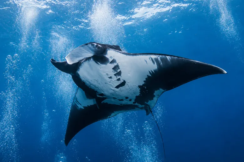 Mobula mobular