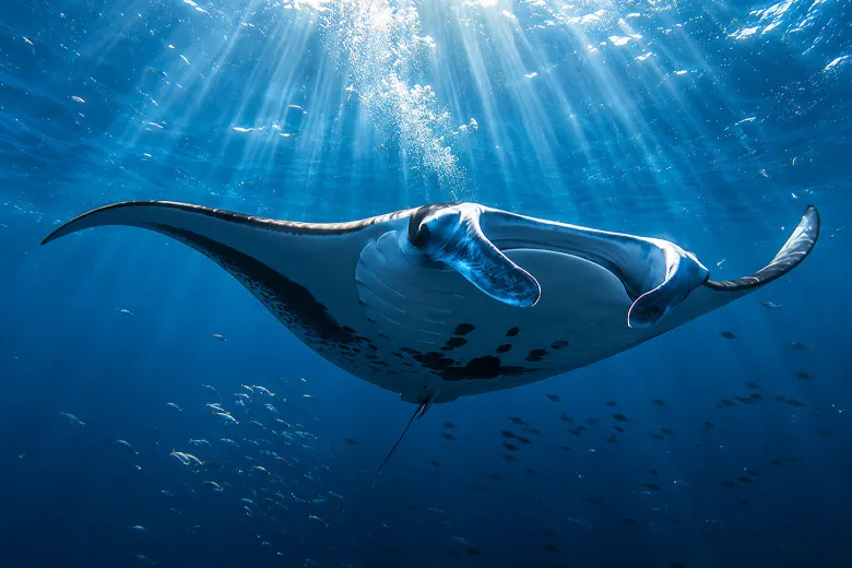 Mobula mobular