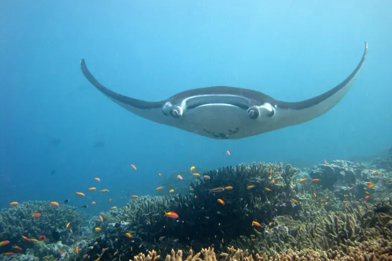 Mobula mobular