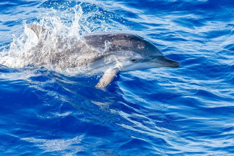 Stenella coeruleoalba
