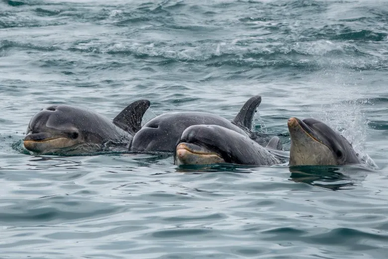 Tursiops truncatus