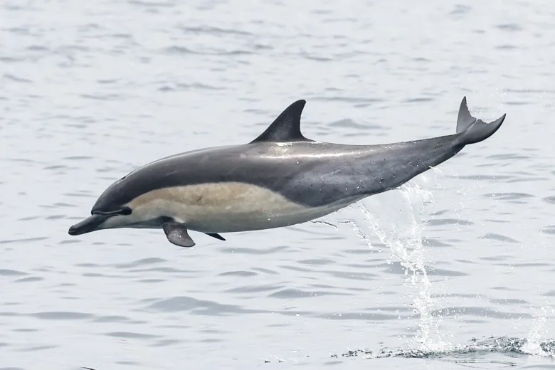 Delphinus delphis
