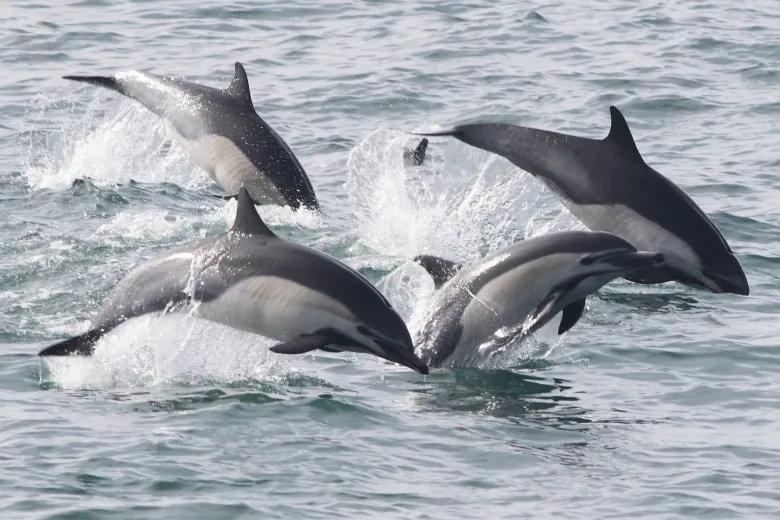 Delphinus delphis