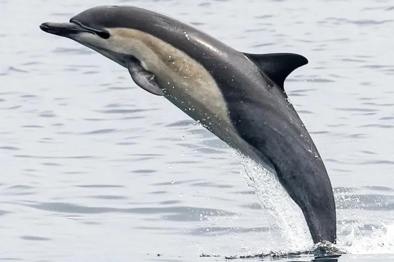 Delphinus delphis