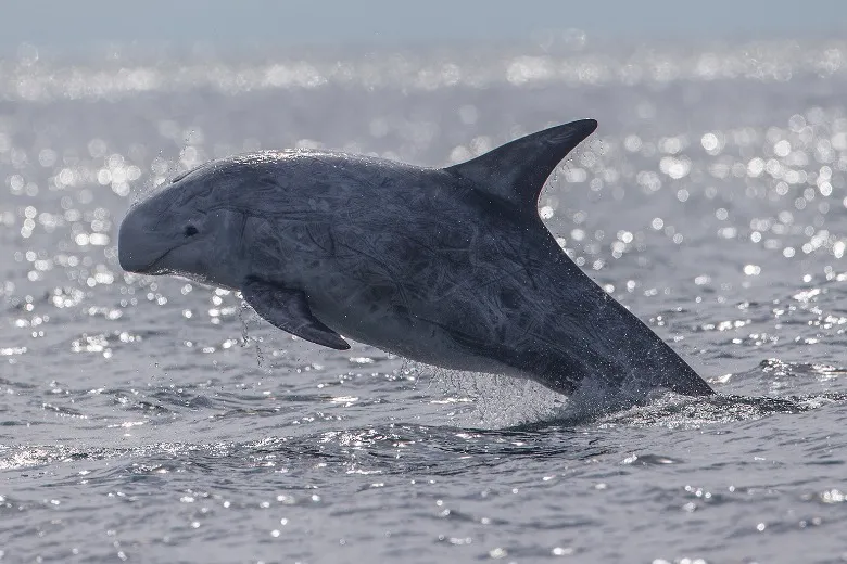 Grampus griseus