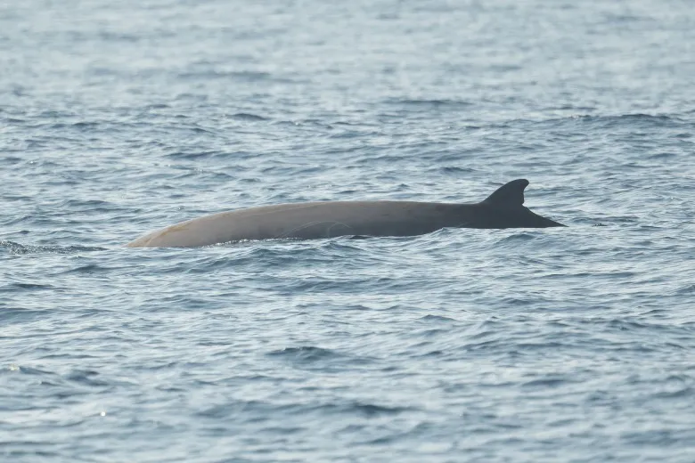 Ziphius cavirostris