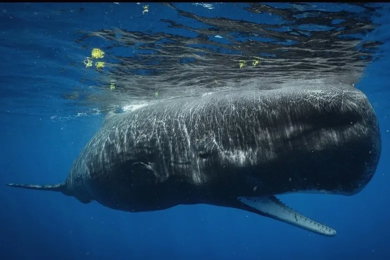 Physeter macrocephalus