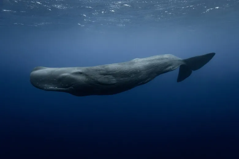 Physeter macrocephalus