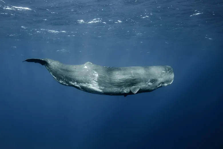 Physeter macrocephalus