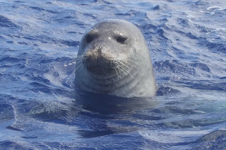 Monachus monachus