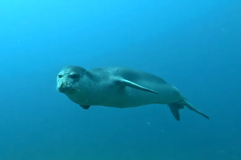 Monachus monachus