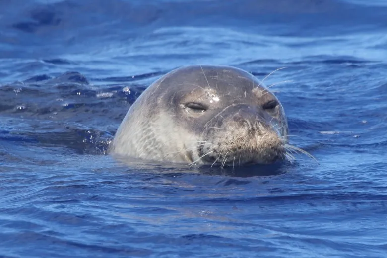 Monachus monachus