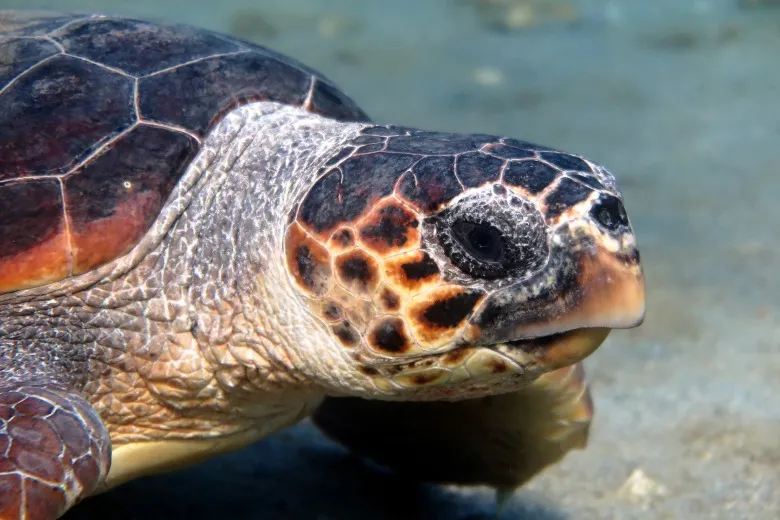 Caretta caretta