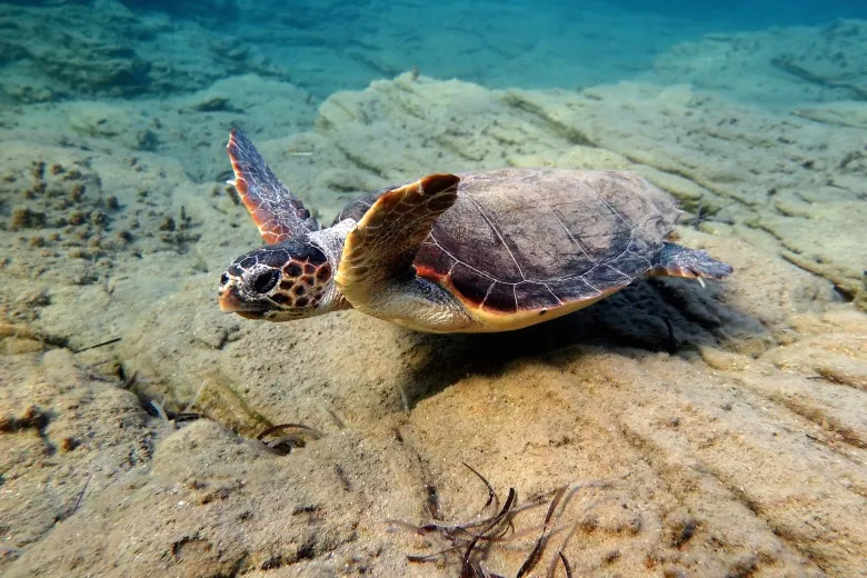Caretta caretta