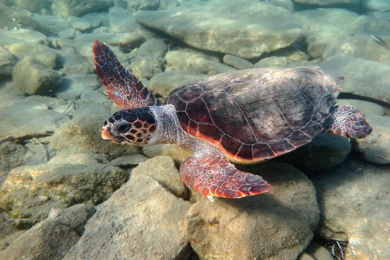 Caretta caretta