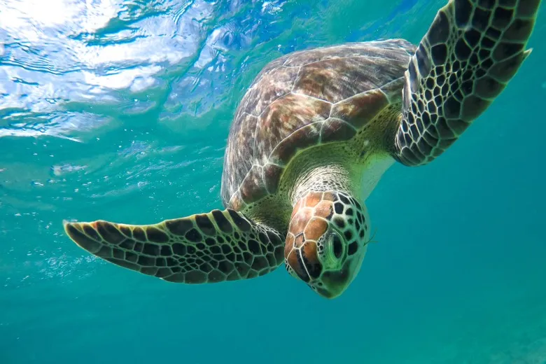 Chelonia mydas