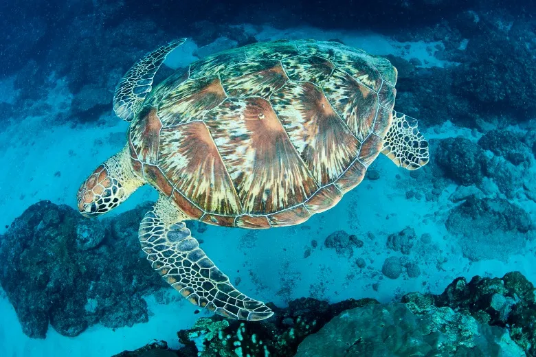 Chelonia mydas