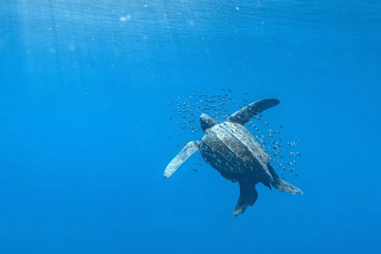 Dermochelys coriacea
