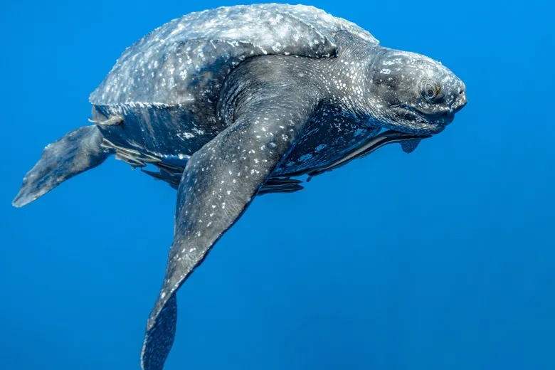 Dermochelys coriacea