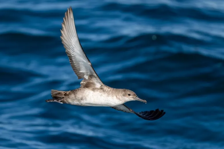 Puffinus mauretanicus