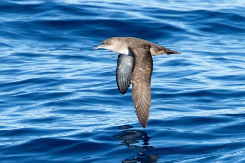 Puffinus mauretanicus