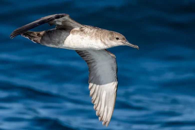 Puffinus mauretanicus