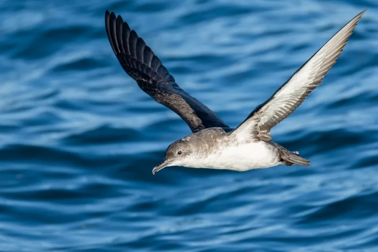 Puffinus yelkouan