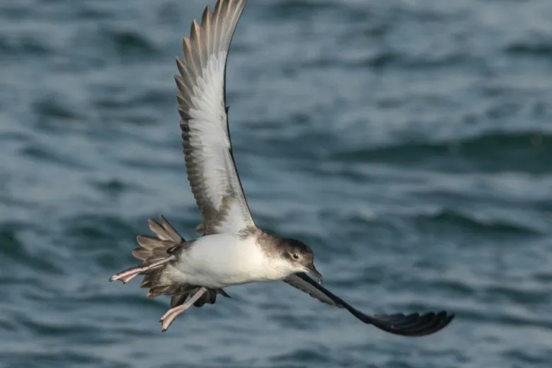 Puffinus yelkouan